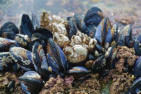 5 Types of Molluscs (Examples & Pictures) - Wildlife Informer