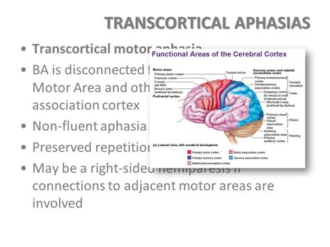 APHASIA, WHAT WE NEED TO KNOW ABOUT THIS DISORDER!!! — Steemit