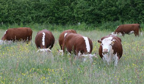 HOME | THBC | Hereford Cattle