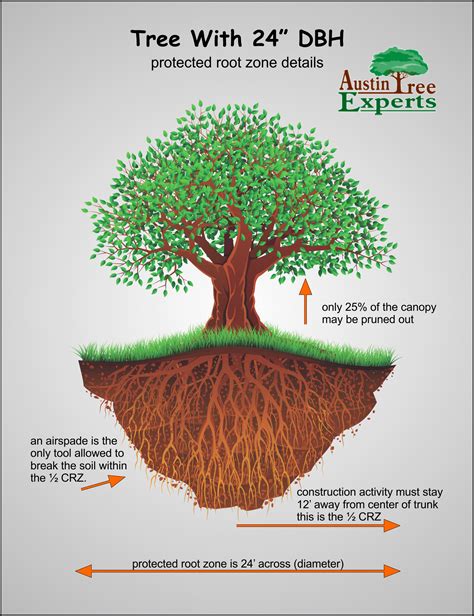 Heritage Tree Ordinanace in Austin