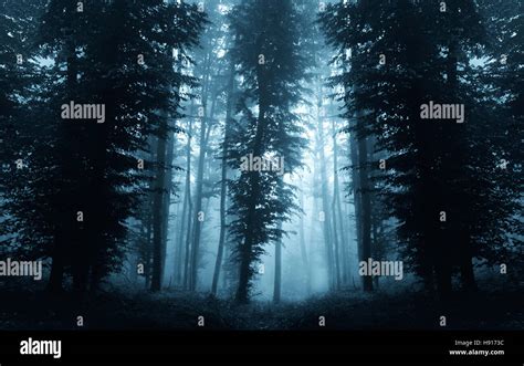 dark forest landscape background Stock Photo - Alamy