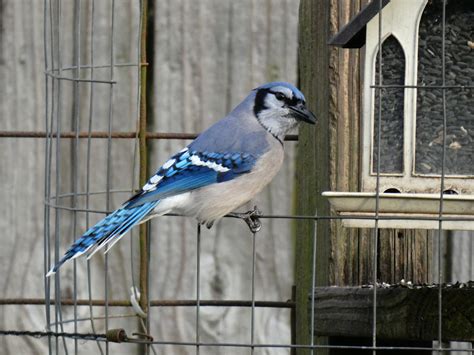 Blue Jay at the Feeder - FeederWatch