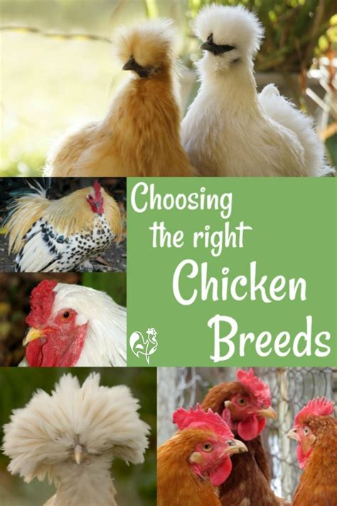 Backyard chicken breeds with pictures – Artofit