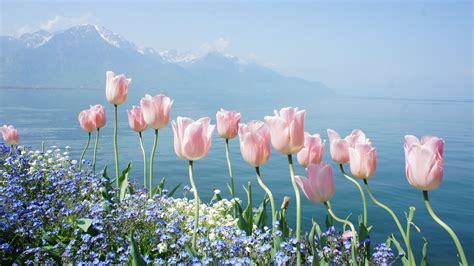 Tulips Flower 4k Wallpapers - Wallpaper Cave