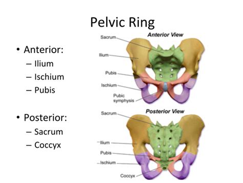 Opening the Book: Pelvic Trauma in the ED - EMOttawa Blog