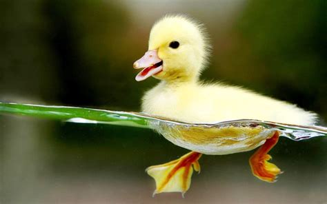 Cute Baby Duck Wallpapers - Top Free Cute Baby Duck Backgrounds - WallpaperAccess