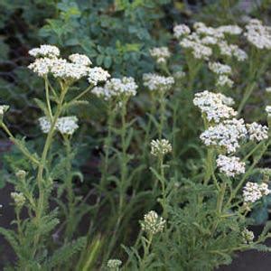 Medicinal Seeds Yarrow Official Official Yarrow Achillea - Etsy