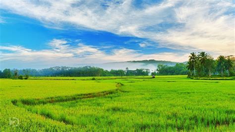 Rice Field Wallpapers - Top Free Rice Field Backgrounds - WallpaperAccess