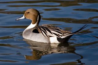 Pintail Drake | I ran across this beautiful male Northern Pi… | Flickr