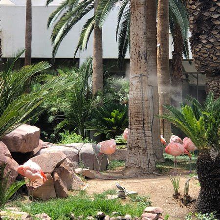 Flamingo Wildlife Habitat (Las Vegas) - 2018 What to Know Before You Go ...