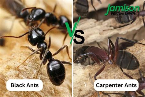 Carpenter Ants Vs Black Ants — Which Is Worse For Your Home? - Jamison Pest and Lawn - Medium