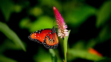 Wallpaper : 1920x1080 px, 4k, animal, black, butterfly, color, forest ...