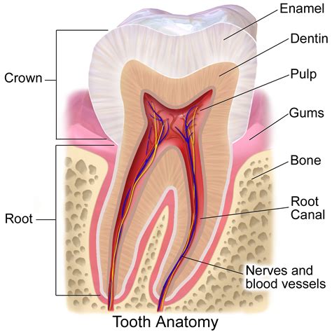 Anatomy of the Tooth: Take A Look Inside! | Smiles By Dixon