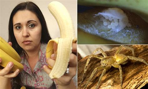 Brazilian wandering spider eggs found in Tesco bananas | Daily Mail Online