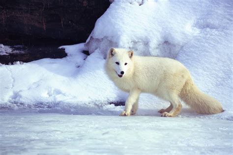 Arctic fox | Adaptations, Habitat & Diet | Britannica