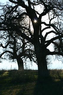 Tree Silhouettes | Tree silhouettes taken close to dawn at S… | Flickr