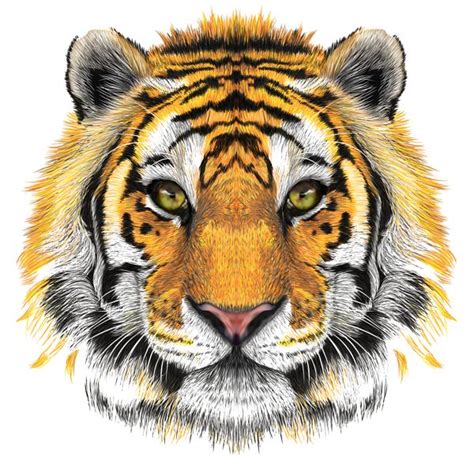 Tiger Head Transparent Clip Art Image | Tiger face, Tiger art, Tiger face drawing