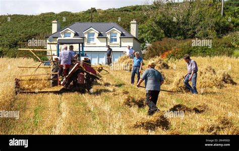 Harvesting Crop Of Oats using traditional methods Stock Photo - Alamy