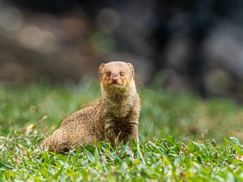 Adorable Hawaiian Mongoose Enjoying the Greenery