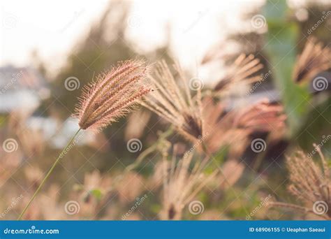 Wild Field of Grass on Sunset. Stock Image - Image of romantic, light ...