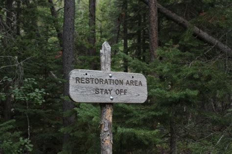 Forest restoration must navigate trade-offs between environmental and ...