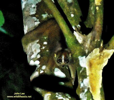 Rare Sunda Slow Loris Spotted In S'pore After Nature Lover Searched For ...