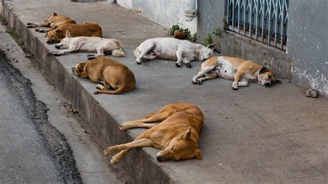 Delhi High Court Rules that Community Dogs Have the Right to Food ...