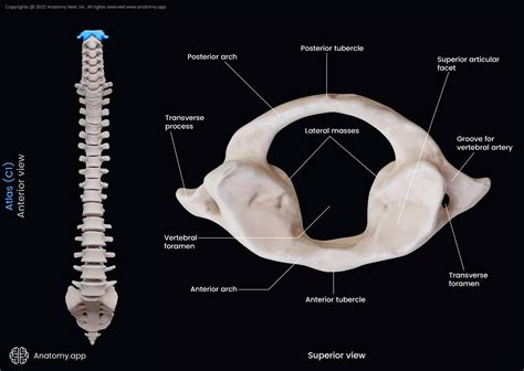 Cervical vertebrae | Encyclopedia | Anatomy.app | Learn anatomy | 3D models, articles, and quizzes