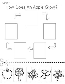 Apple Life Cycle Worksheet For Kindergarten