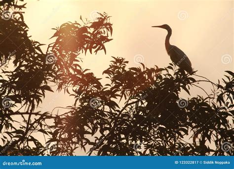 Silhouette Egret Bird Flying Dark Stock Image - Image of silhouette, bird: 123322817