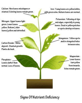 San Diego Soils: #5 Soil Nutrients