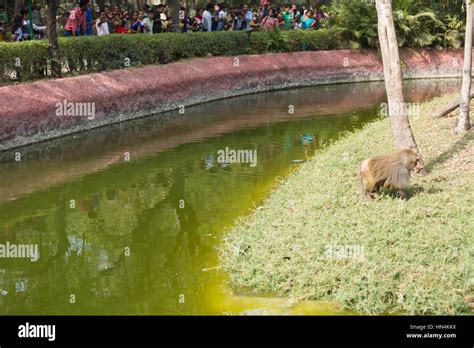 Baboons are African and Arabian Old World monkeys belonging to the ...