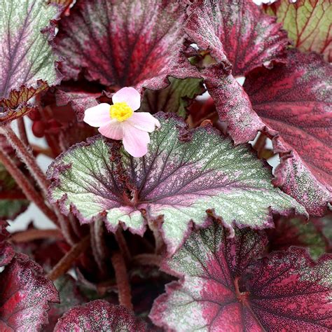 Begonia T REX® ‘Stardust’ | TERRA NOVA® Nurseries, Inc.