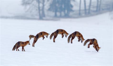 Red Fox Hunting Secret - PRETEND Magazine