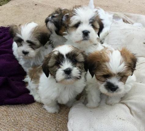 Lhasa Apso Puppies For Sale | Oregon City, OR #163049