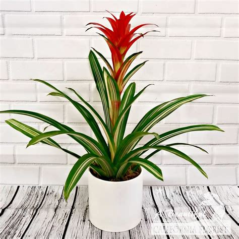 Attention-Grabbing Tropical Plants for your Home - Ferns N Petals