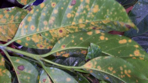 5 Types Common Coffee Plant Diseases, Read! Before Too Late!