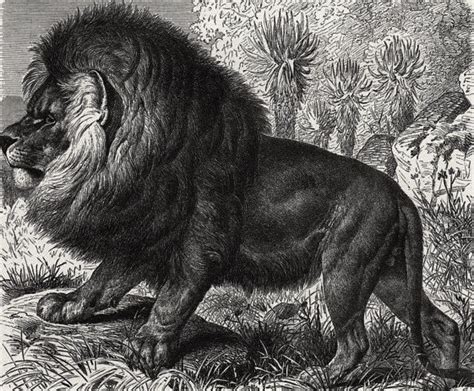 The Barbary Lion: Extinct Animals Stickers | canoeracing.org.uk