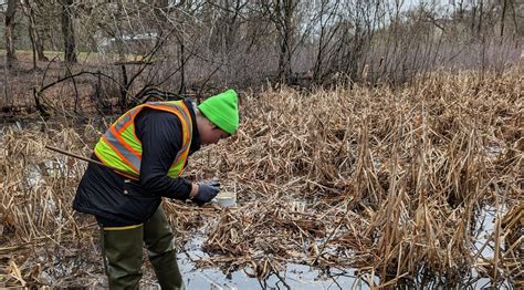 Spring Update - Cool Temperatures Slow Down Mosquitoes; More Predicted ...