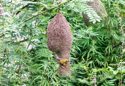 Tailorbird Bird Nest - Free photo on Pixabay - Pixabay