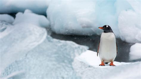 Gentoo Penguin Video – Bing Wallpaper Download