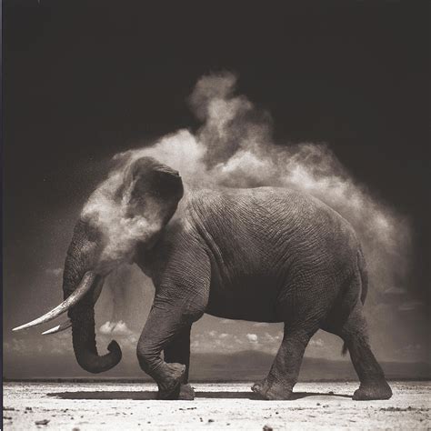 NICK BRANDT (b. 1976) , Elephant with exploding dust, Amboseli, 2004 | Christie's