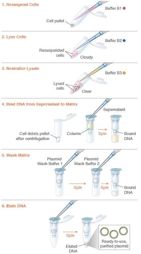 Monarch® Plasmid Miniprep Kit | NEB