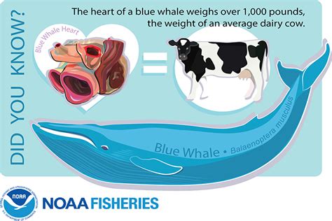 The Big-Hearted Blue Whale | NOAA Fisheries