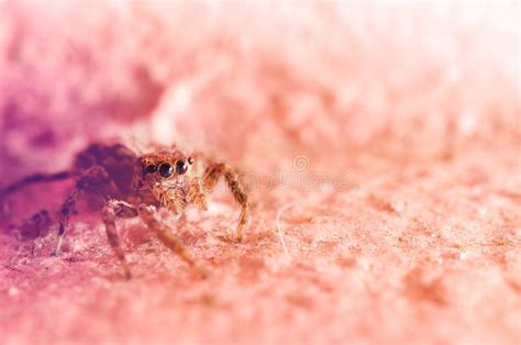 Macro Jumping Spider Pink Background Stock Image - Image of small, jumping: 255501305