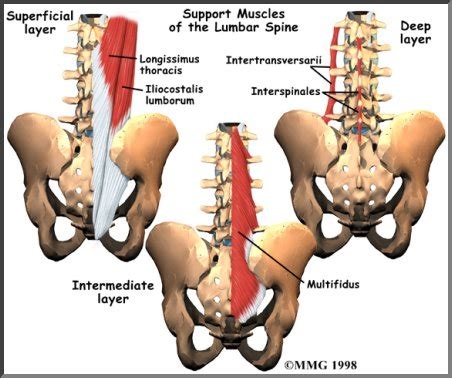 Dynamics Physical Therapy Lower Back Pain