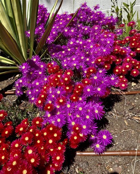 Ice Plant Flowers : r/BotanicalPorn