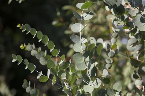 Eucalyptus Globulus, Organic Essential Oil Uses and Benefits