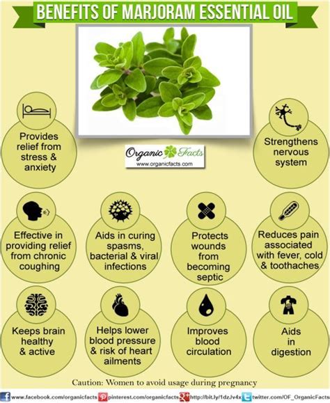 The health benefits of Marjoram Essential Oil can be attributed to its properties like ana ...