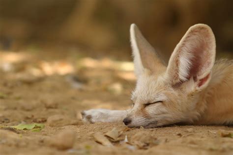 Foxes sleep for an average of 11 hours a day. Contrary to popular ...